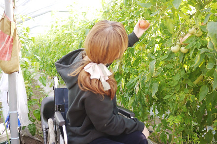 野菜・くだもの収穫体験