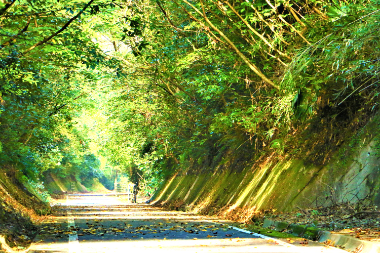りんりんロードの緑のトンネル