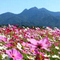金峰山とコスモス